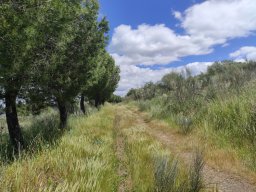 Flora del Cerro Masatrigo